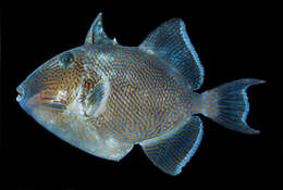 Image of Bluestriped triggerfish