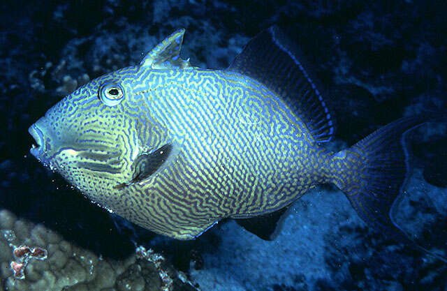 Image of Bluestriped triggerfish