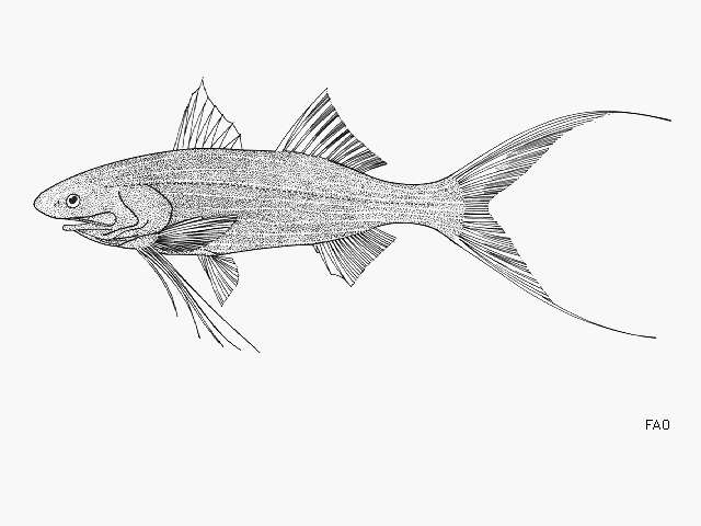 Plancia ëd Leptomelanosoma indicum (Shaw 1804)