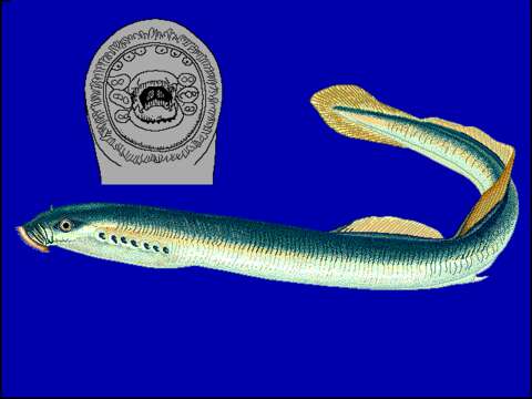 Image of river lamprey, lampern