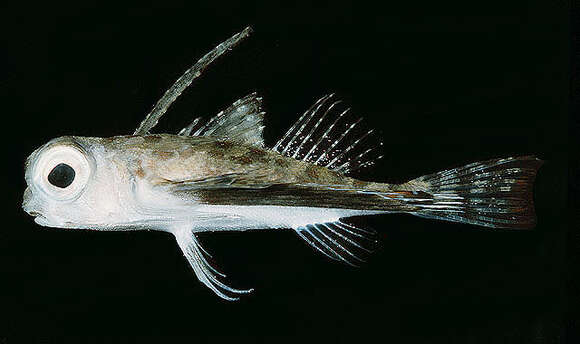 Image of Oriental flying gurnard