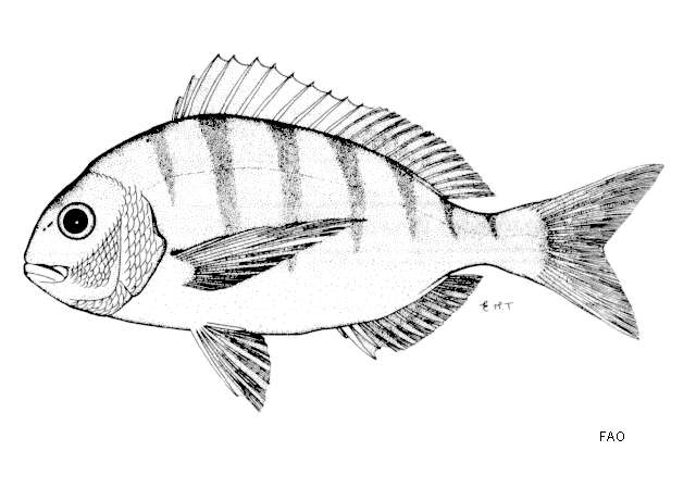 Imagem de Rhabdosargus globiceps (Valenciennes 1830)