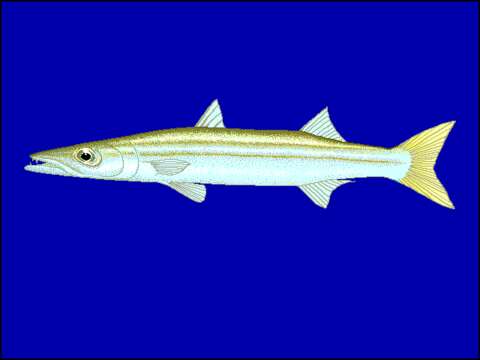 Image of Obtuse barracuda