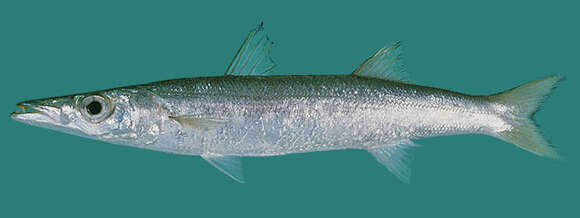 Image of Obtuse barracuda