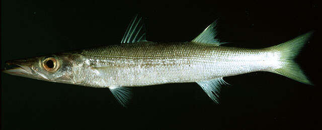 Image of Obtuse barracuda