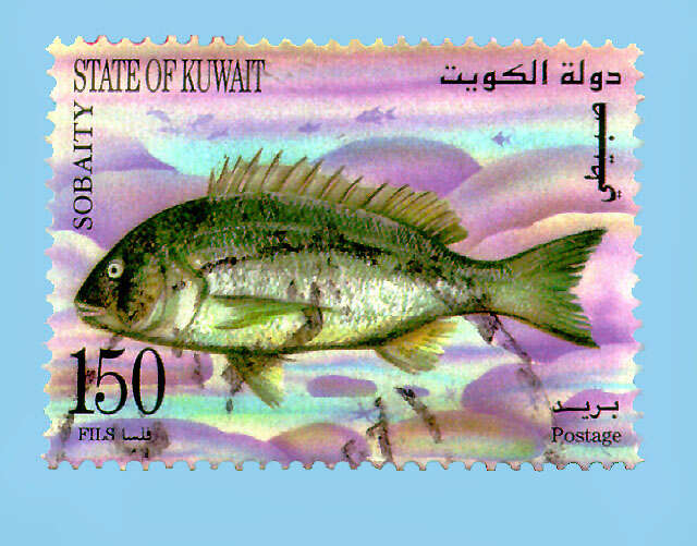 Image of Silver black porgy