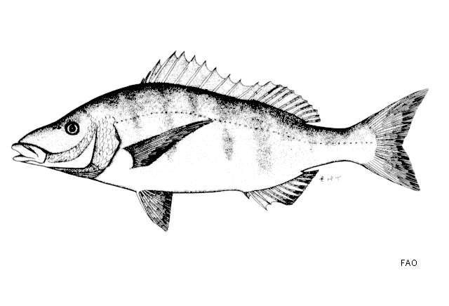 Image of Pignose Grunter