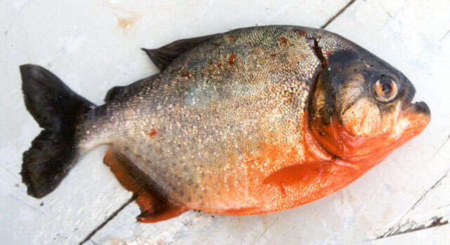 Image of Red-bellied piranha