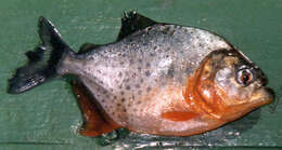 Image of Red-bellied piranha