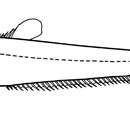 Image of Spiny sucker eel