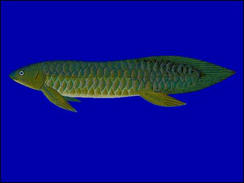 Image of Australian lungfish