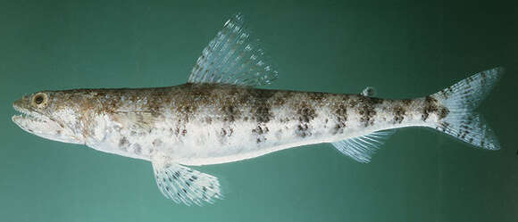 Image of Gracile lizardfish