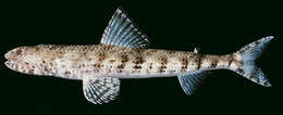 Image of Gracile lizardfish