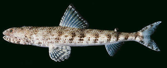 Image of Gracile lizardfish