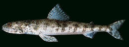 Image of Gracile lizardfish