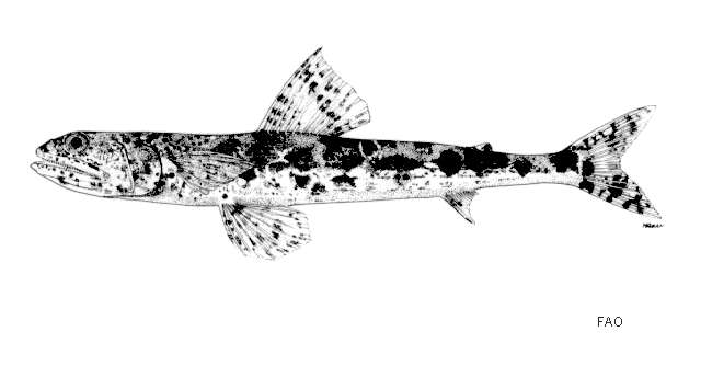 Image of Gracile lizardfish