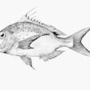 Image of Bluespotted seabream