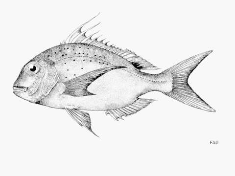 Image of Bluepointed porgy