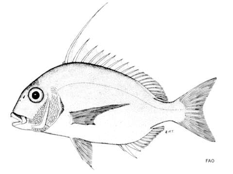 Image of Seabream