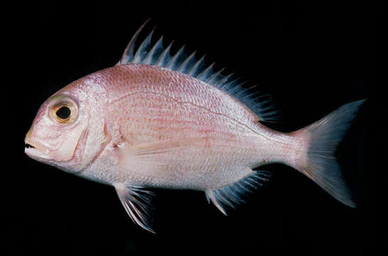 Image of Seabream