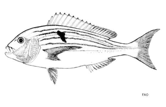 صورة Polysteganus undulosus (Regan 1908)