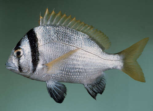 Image of Doublebar bream