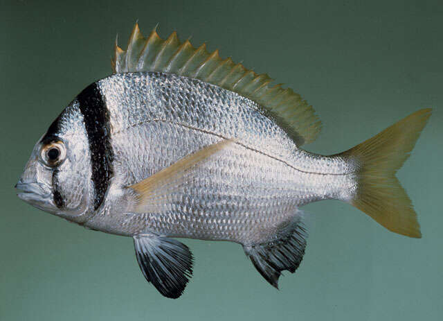 Image of Doublebar bream