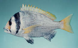 Image of Doublebar bream