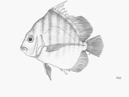 Image of African sicklefish