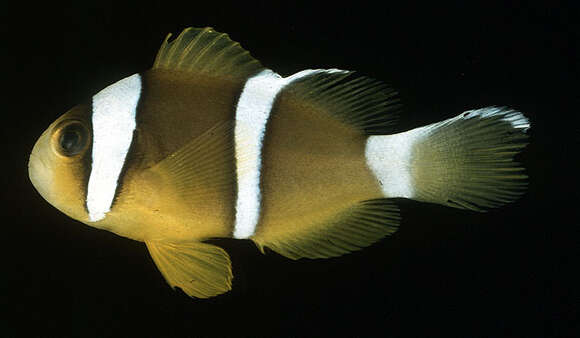 Image of Orange-fin anemonefish