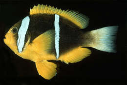 Image of Orange-fin anemonefish