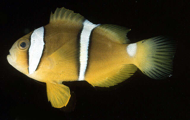 Image of Orange-fin anemonefish