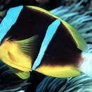 Image of Orange-fin anemonefish