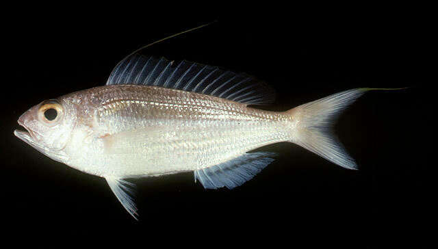 Image of Double whip threadfin bream