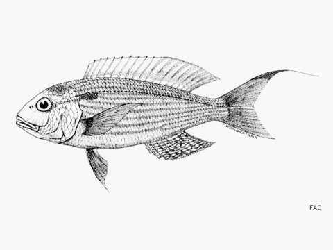 Image of Japanese threadfin-bream