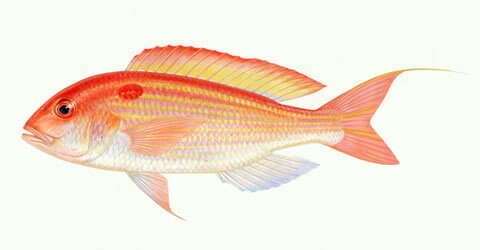 Image of Japanese threadfin-bream