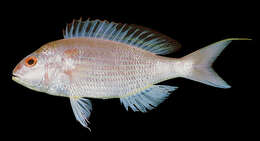 Image of Japanese threadfin-bream