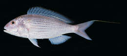 Image of Japanese threadfin-bream