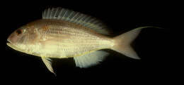 Image of Japanese threadfin-bream