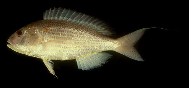 Image of Japanese threadfin-bream