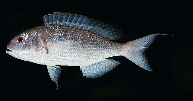 Image of Japanese threadfin-bream