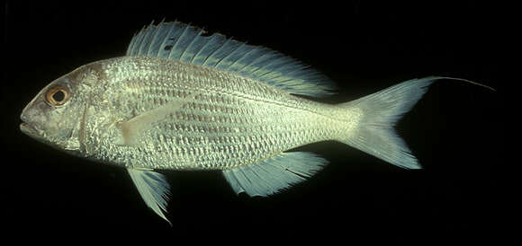 Image of Japanese threadfin-bream