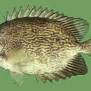 Image of Maze Rabbitfish