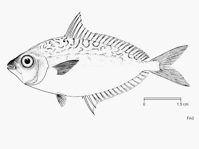 Image of Ornate ponyfish