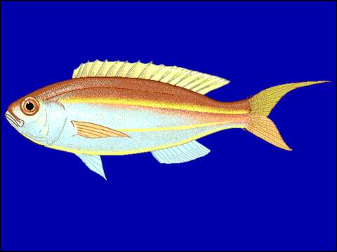 Image of Threadfin bream