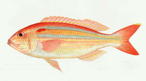 Image of Gold perch