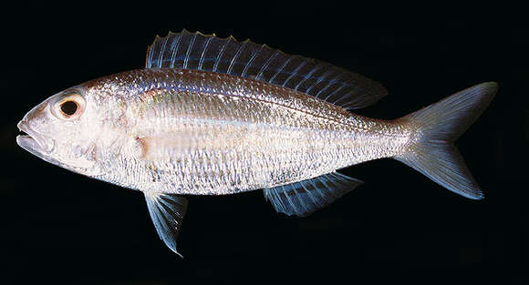 Image of Gold perch