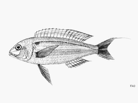 Image of Palefinned threadfin bream