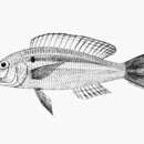 Image of Mauvelip threadfin bream