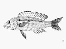 Слика од Nemipterus mesoprion (Bleeker 1853)